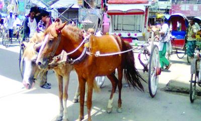 টমটম: ঐতিহ্য টিকিয়ে রাখতে নির্মমতার সাক্ষী