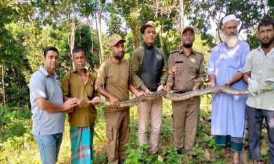 কাপ্তাই জাতীয় উদ্যানে ১৭ কেজি ওজনের অজগর সাপ অবমুক্ত