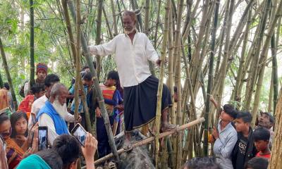 টাঙ্গাইলে মহিষের আক্রমণে আহত আরও ২জন