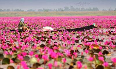 বিলের মাঝে সৌন্দর্য ছড়াচ্ছে লাল শাপলা