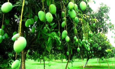 বিরামপুরে আম গাছে ঝুলছে চাষিদের স্বপ্ন