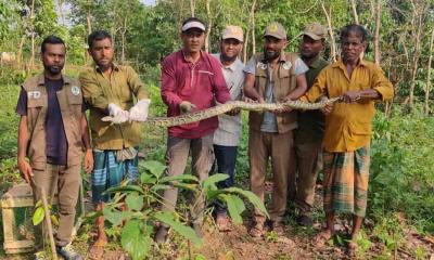 কাপ্তাইয়ে জাতীয় উদ্যানে অজগর সাপ অবমুক্ত