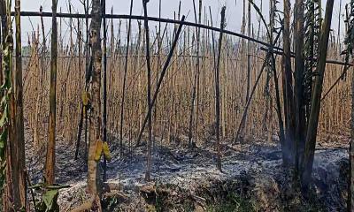 হরিণাকুণ্ডুতে  সিগারেটে আগুনে পুড়লো ৫০ বিঘা পানের বরজ