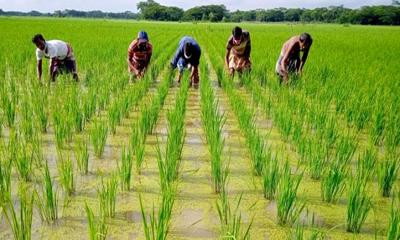 আউশের উৎপাদন বাড়াতে ৫৭ কোটি টাকার প্রণোদনা