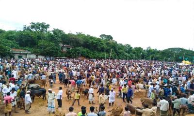 লোহাগাড়ায় শেষ মুহূর্তে জমে উঠেছে কোরবানি পশুর হাট