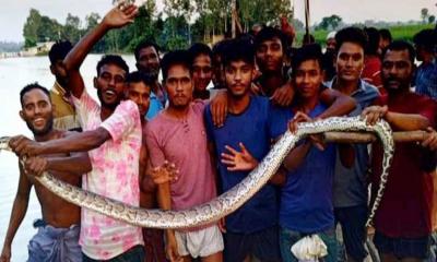 রাসেলস ভাইপার ভেবে অজগর পিটিয়ে মারলেন ইউপি সদস্য