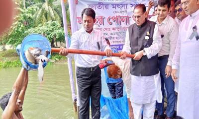 বোয়ালমারীতে মাছের পোনা অবমুক্ত করলেন মন্ত্রী