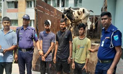 শিক্ষকের খামার থেকে গরু চুরি, পালানোর সময় ৩ চোর গ্রেপ্তার