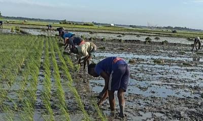 আমন চাষে ব্যস্ত তাড়াইলের কৃষকরা