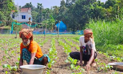 টাঙ্গাইলে শীতকালীন আগাম সবজি চাষে ব্যস্ত কৃষকরা