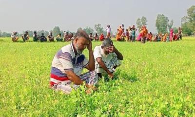 কাজীপুরে বিষ প্রয়োগে ১৬ বিঘা সরিষার ক্ষেত বিনষ্ট