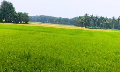 অভয়নগরে আমন ধান চাষে লক্ষ্যমাত্রা পূরণ হয়নি, ক্ষতিগ্রস্ত কৃষক