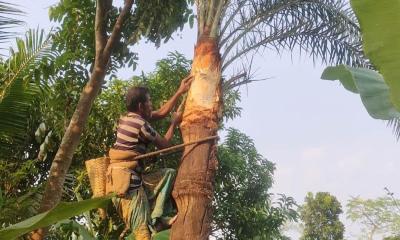 অভয়নগরে খেজুরের গাছ পরিচর্যায় ব্যস্ত গাছিরা