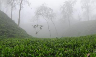 দেশের সর্বনিম্ন তাপমাত্রা শ্রীমঙ্গলে