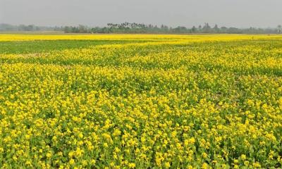 হলুদে-হলুদে ছেয়ে গেছে অভয়নগরের মাঠ