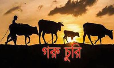 কুয়াশার আড়ালে মির্জাপুরে গরু চুরি, আতঙ্কে খামারিরা