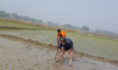 ভাঙ্গুড়ায় বোরো ধানের চারা রোপণে ব্যস্ত কৃষক