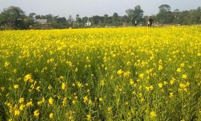 নবীনগরে বাড়ছে সরিষার আবাদ