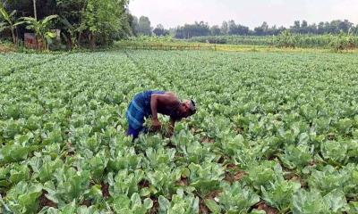 রাঙ্গুনিয়ায় শীতকালীন সবজির বাম্পার ফলনেও দিশেহারা কৃষক