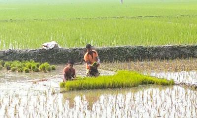 ইরি-বোরো চাষে ব্যস্ত ফুলছ‌ড়ি‌র কৃষকেরা