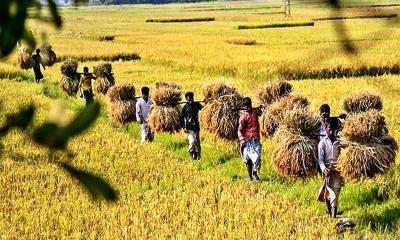 নীলফামারীতে ধান চাষে বাম্পার ফলন, কৃষকের মুখে হাসি