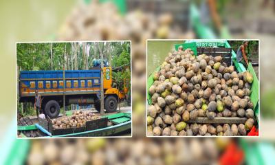 নাজিরপুরের মিষ্টি নারিকেলের চাহিদা দেশজুড়ে