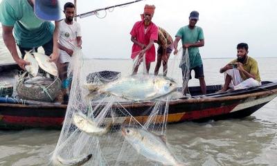 ১৩ অক্টোবর থেকে ২২ দিন ইলিশ ধরা নিষিদ্ধ