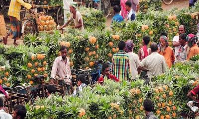 মধুপুরের আনারস পেল জিআই পণ্যের স্বীকৃতি