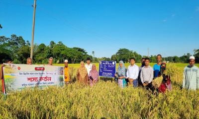 কৃষকের মুখে হাসি ফোটাচ্ছে উচ্চফলনশীল ‘বিনা ধান২৬’