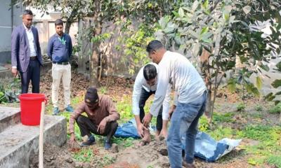 বোয়ালমারীতে জব্দকৃত খেজুর মাটিতে পুঁতে ধ্বংস