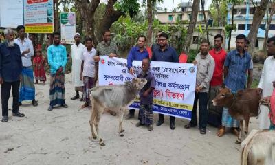 বোরহানউদ্দিনে জেলেদের মধ্যে বকনা বাছুর বিতরণ