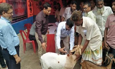 চাঁপাইনবাবগঞ্জে পিপিআর রোগের টিকা প্রদান কর্মসূচি উদ্বোধন