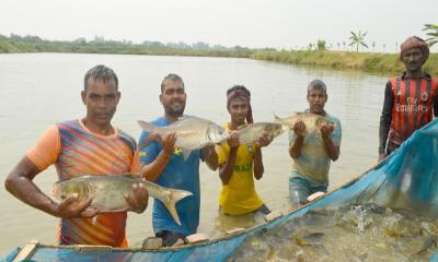 ভাগ্য খুলেছে চাঁপাইনবাবগঞ্জের শরিফুল ও মিন্টু আলীর