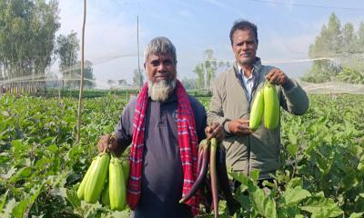 বেগুন চাষে কৃষকের বাজিমাত