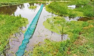 শক্তিশালী চায়না জালের দাপট: অস্তিত্ব সংকটে দেশীয় প্রজাতির মাছ