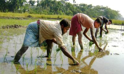 চৌগাছায় ইরি-বোরো চাষে সেচমূল্য নির্ধারণ