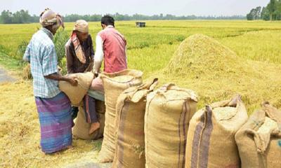 খাদ্যগুদামে ধান বিক্রিতে আগ্রহ হারিয়েছে কৃষকরা