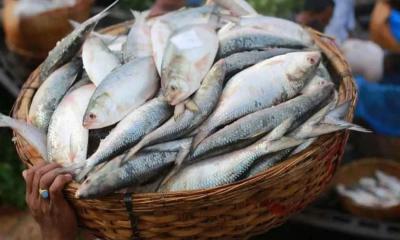 ৬০০ টাকা কেজি দরে ইলিশ বিক্রি করবে সরকার