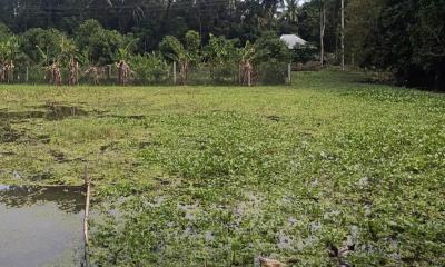 ফরিদগঞ্জে বিদ্যালয়ের নামে জমি লিজ নিয়ে মাটি বিক্রির অভিযোগ