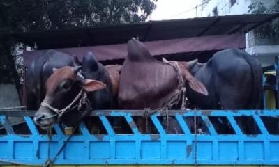 ফেনীতে ৫টি গরু ও পিকআপসহ ছিনতাইকারী চক্রের প্রধান গ্রেপ্তার