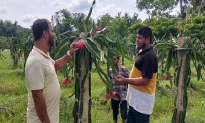 ফেনীতে ৭ হেক্টর জমিতে কোটি টাকার ড্রাগন চাষের সম্ভবনা