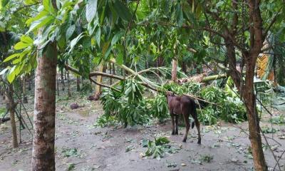 ফুলপুরে ঘূর্ণিঝড় রেমালের প্রভাব