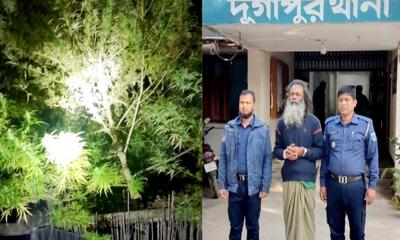 দুর্গাপুরে পান বরজে গাঁজা চাষ: কারবারি গ্রেপ্তার