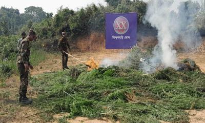 খাগড়াছড়ির গাঁজা ক্ষেত ধ্বংস করল সেনাবাহিনী