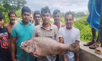 হালদা নদীতে ভেসে উঠলো একজোড়া মৃত কাতলা