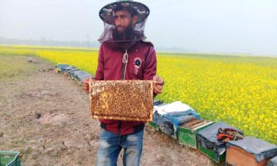 সরিষা ও মধুর সমন্বিত চাষে লাভবান হচ্ছেন চাষিরা