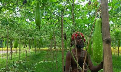 মাচা পদ্ধতিতে লাউ চাষে আল আমিনের বাজিমাত