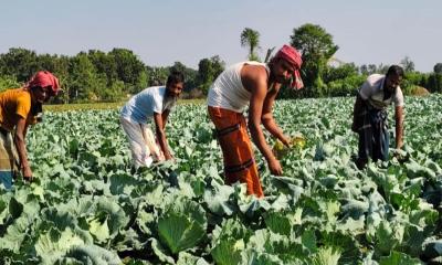 ঝিনাইদহে বাঁধাকপির বাম্পার ফলন