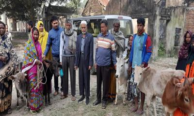 ঝিনাইদহে নারীদের মাঝে বিনামূল্যে বাছুর বিতরণ