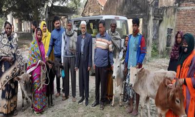 ঝিনাইদহে বিনামূল্যে গরুর বাছুর বিতরণ